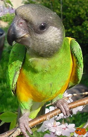 ParrotsAndParakeets.com